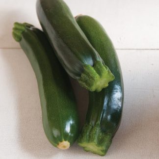 Zucchini - Garden Starter