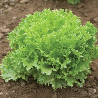 Green Leaf Lettuce - Garden Starter