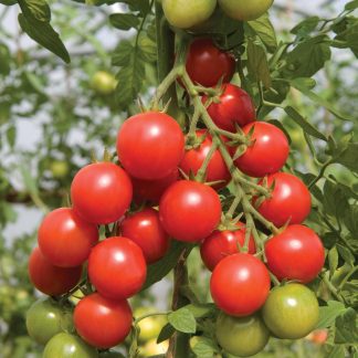 Cherry Tomatoes - Garden Starter