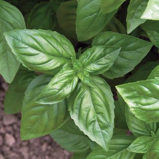 Basil - Garden Starter